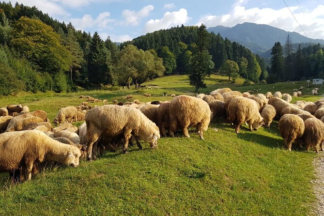 1-Day Bucovina Painted Monasteries tour from Suceava - English - Moldovita, where art meets defense