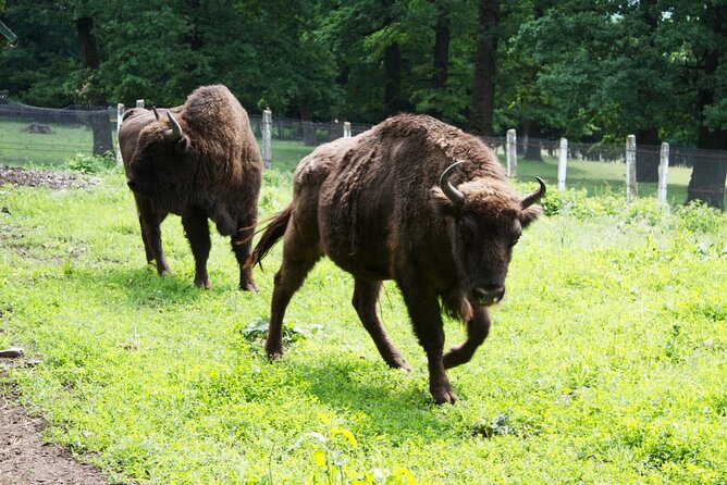 15 Days Private Tour in Romania, Moldova and Transnistria - Maramureș: humor, suffering, and wooden monasteries