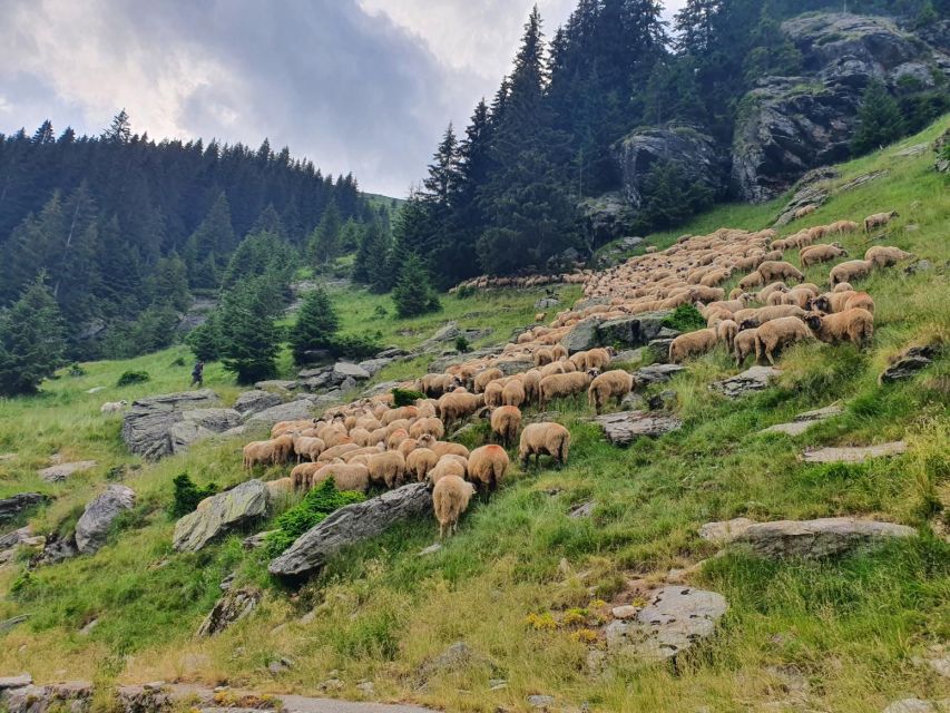 2 Day Private Tour from Bucharest in Transylvania - Peleș Castle and the mountain road from Bucharest