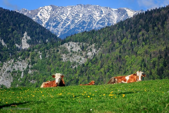 3-Day Tour from Bucharest: Transylvania Villages and Medieval Towns - Day three in Brasov, with a possible mountain view