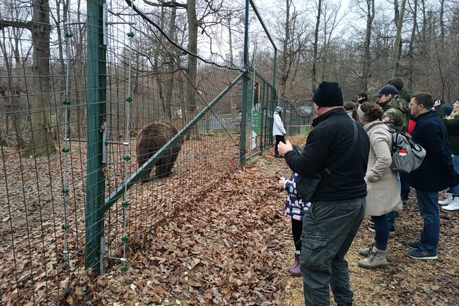 Bear Sanctuary and Bran Castle from Brasov - What Makes the Sanctuary Different From Bear Watching