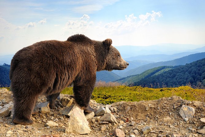 Bear Sanctuary and Bran Castle with a Professional Licensed Guide—Day Trip - Bran Castle Beyond the Dracula Label
