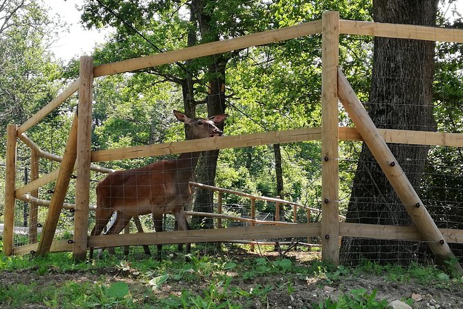 Bear Sanctuary and Dracula's Castle, 1-day Private Tour - What the private guide adds