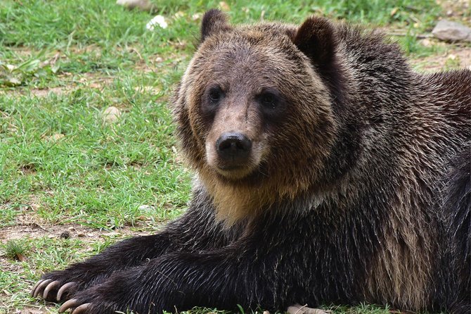 Bear Sanctuary and Dracula's Castle, 1-day Private Tour - The 6:30 a.m. departure from Bucharest