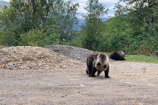 Bear Sanctuary & Rasnov Fortress - Private day tour from Bucharest - Leaving Bucharest at 7:30 a.m.