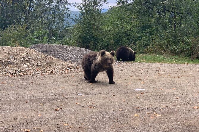 Bear Sanctuary & Rasnov Fortress - Private day tour from Bucharest - What the private format changes