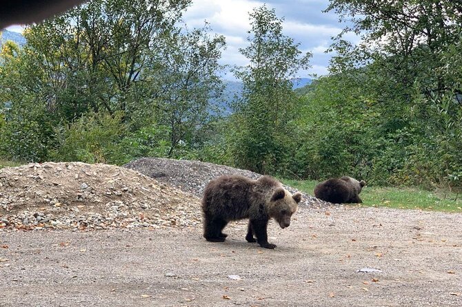 Bear Sanctuary & Rasnov Fortress - Private day tour from Bucharest - Is $184.62 per person good value?