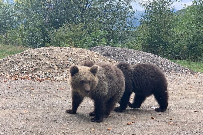 Bear Sanctuary & Rasnov Fortress - Private day tour from Bucharest - Food, comfort and the long road