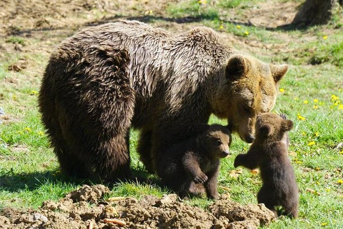 Bear Sanctuary & Rasnov Fortress - Private day tour from Bucharest - Possible additions and changes