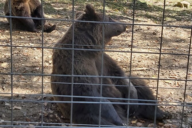 Bear Sanctuary Zarnesti,Bran Castle,Rasnov Fortres w/Hotel pickup - A comfortable ride with a personal guide