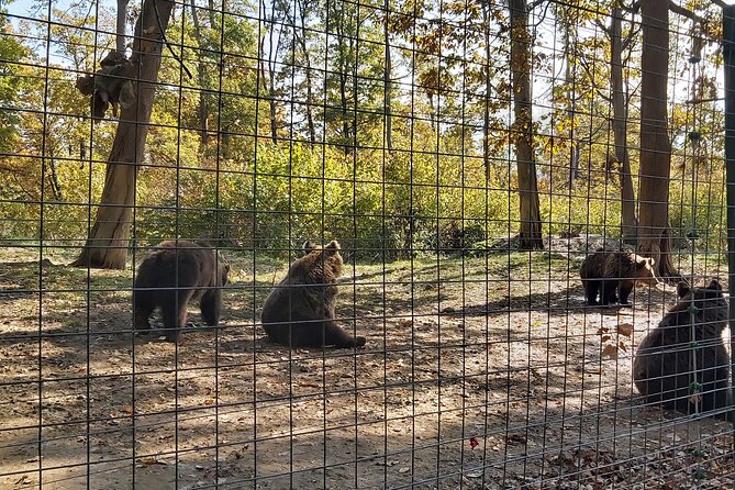 Bear Sanctuary Zarnesti,Bran Castle,Rasnov Fortres w/Hotel pickup - Timing, tickets, and the real cost