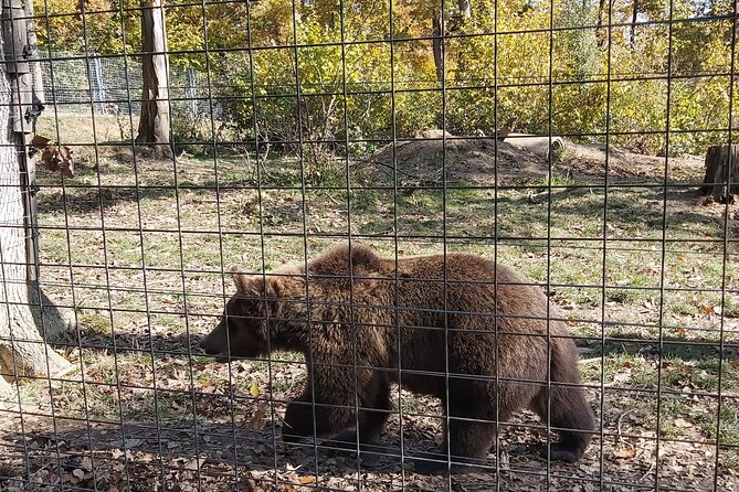 Bear Sanctuary Zarnesti,Bran Castle,Rasnov Fortres w/Hotel pickup - Who will get the most from this outing