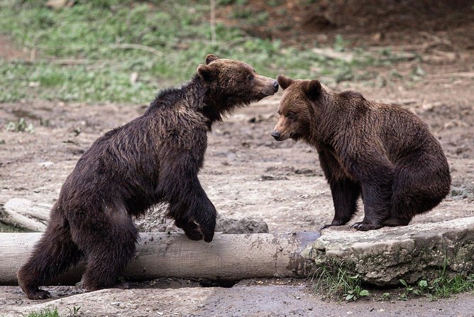 Bear watching experience near Brasov - The essential facts at a glance