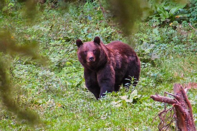 Bear watching experience near Brasov - Leaving Brasov for the Carpathian forest