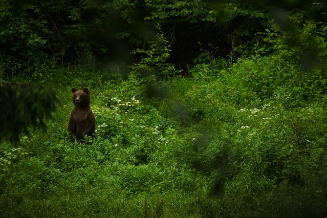Bear watching experience near Brasov - The rules that can make or break your sighting