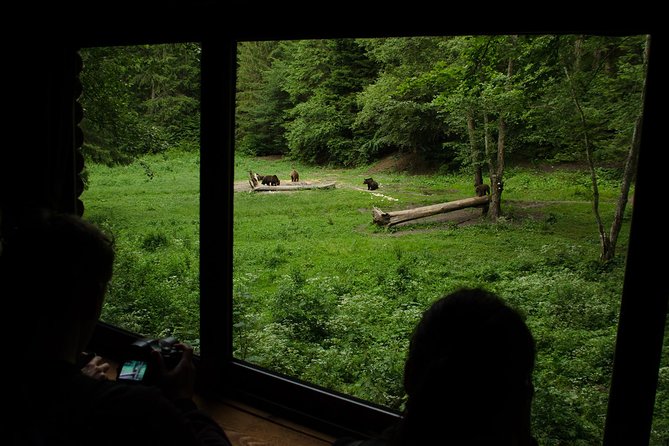 Bear watching experience near Brasov - How much time you really spend watching
