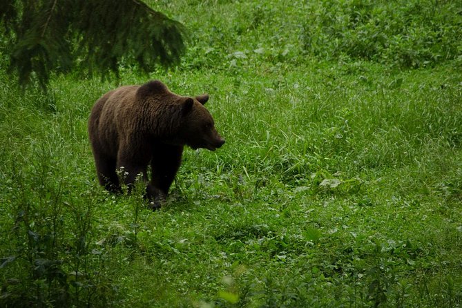 Bear watching experience near Brasov - Why the ranger matters