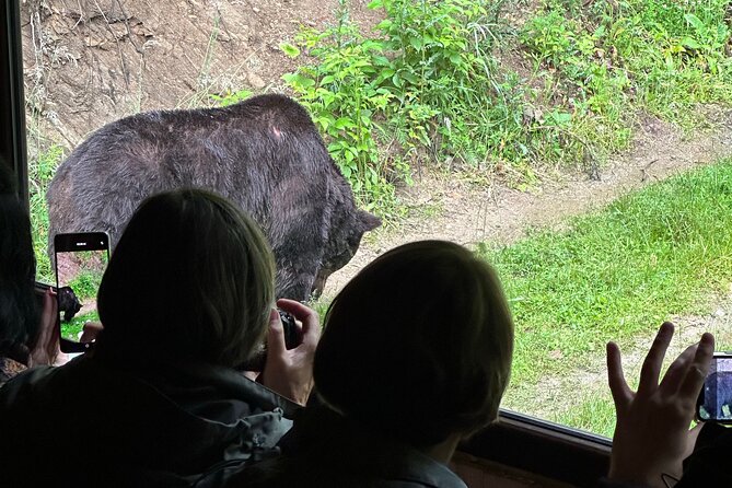 Bear Watching In Brasov: Observe Wild Bears From A Hideout (100%) - Key points at a glance