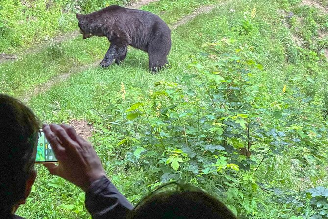 Bear Watching In Brasov: Observe Wild Bears From A Hideout (100%) - Why the quiet waiting is part of the experience