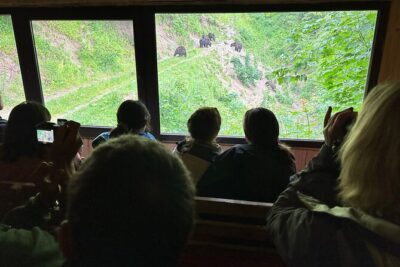 Bear Watching In Brasov: Observe Wild Bears From A Hideout (100%)