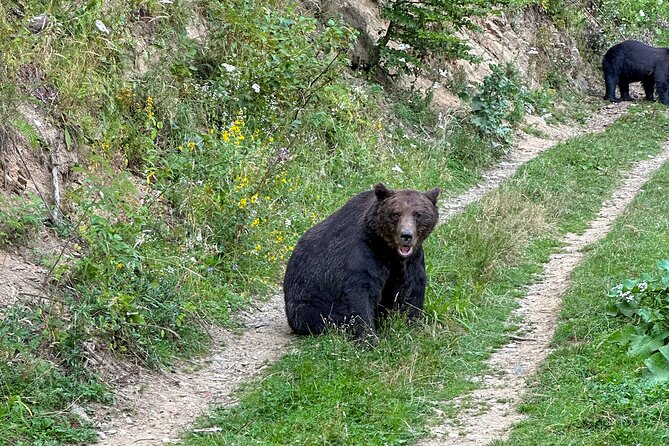 Bear Watching In Brasov: Observe Wild Bears From A Hideout (100%) - How close can you get to the bears?