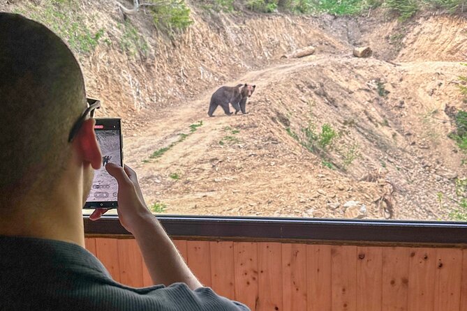 Bear Watching In Brasov: Observe Wild Bears From A Hideout (100%) - The extra wildlife bonus: a fox beside a bear
