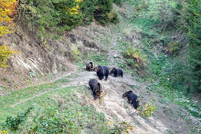 Bear Watching In Brasov: Observe Wild Bears From A Hideout (100%) - Is $98.78 good value?