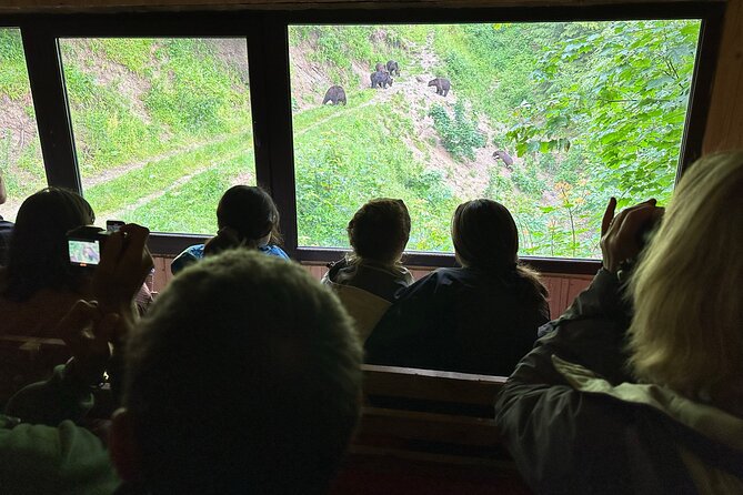 Bear Watching In Brasov: Observe Wild Bears From A Hideout (100%) - Inside the hideout during feeding time