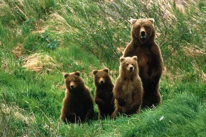 Bear Watching in The Wild from Brasov (100 %) - Why bear watching works well from Brasov