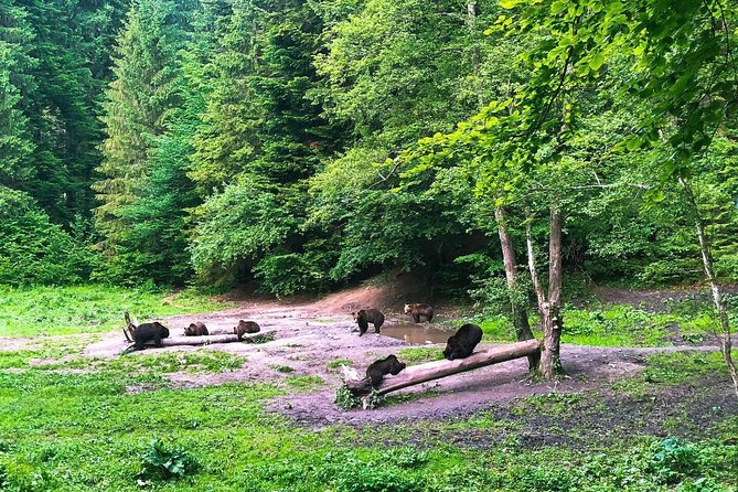 Bear Watching in The Wild from Brasov (100 %) - What happens on the four-hour outing