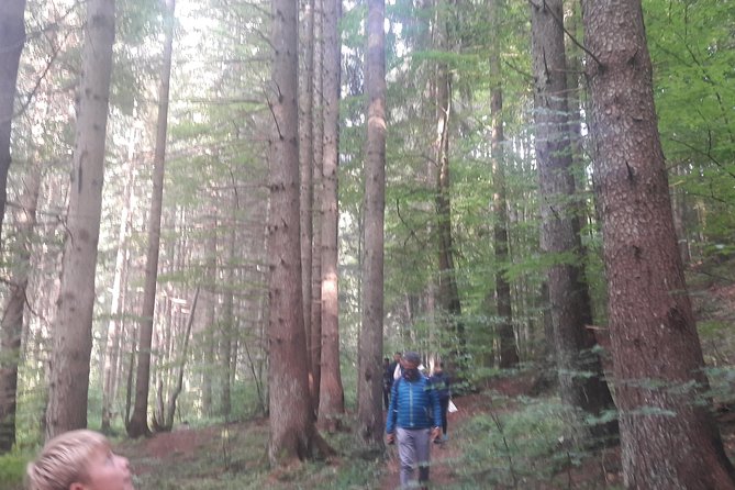 Bear Watching in The Wild from Brasov (100 %) - The ranger and guide make the difference