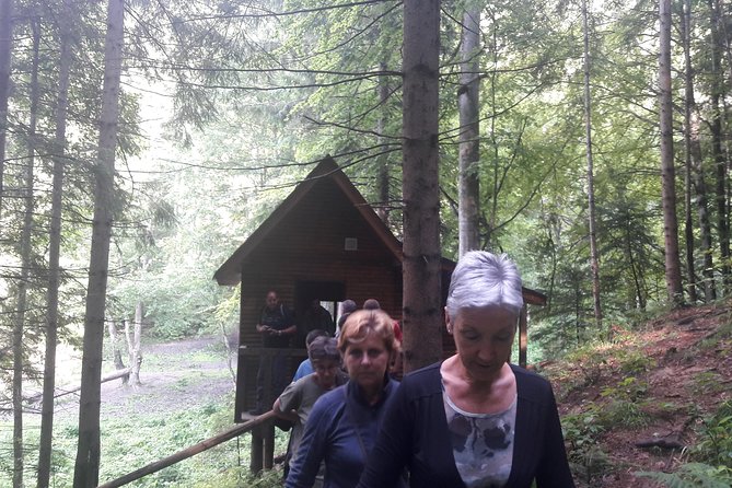 Bear Watching in The Wild from Brasov (100 %) - How close do the bears get?