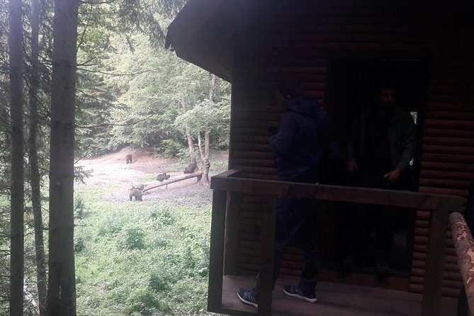 Bear Watching in The Wild from Brasov (100 %) - What to wear and bring
