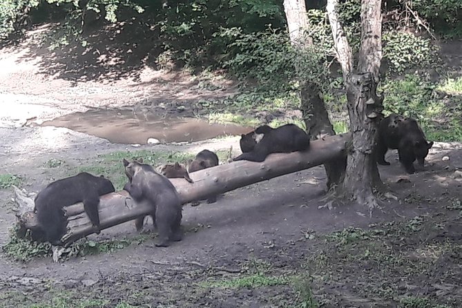 Bear Watching in The Wild from Brasov (100 %) - Is $120.47 a fair price?