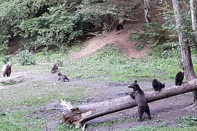Bear Watching in The Wild from Brasov (100 %) - Best time to book and visit