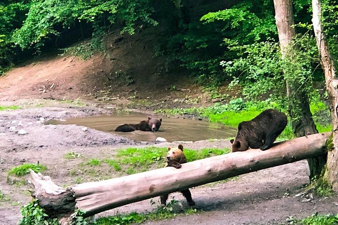 Bear Watching in The Wild from Brasov (100 %) - Watching free-ranging bears from the observatory