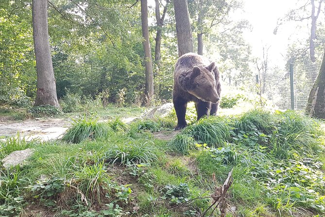 Bears Sanctuary, Dracula Castle and Brasov City - Full Day Trip from Bucharest - Why this Bucharest day trip works