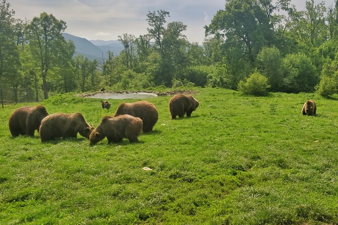 Bears Sanctuary, Dracula Castle and Poiana Brasov-Private day tour from Brasov - Is the $98.64 Price Good Value?