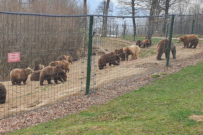 Bears Sanctuary, Dracula's Castle, Brasov Day Trip Private Tour from Bucharest - Walking through Brasov’s medieval center
