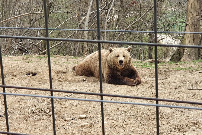 Bears Sanctuary, Dracula's Castle, Brasov Day Trip Private Tour from Bucharest - How the guides shape the day