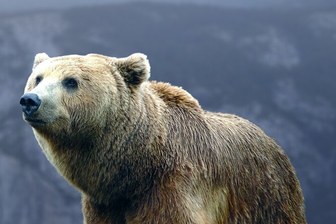 Bears Sanctuary, Dracula's Castle, Brasov Day Trip Private Tour from Bucharest - Leaving Bucharest in a private car