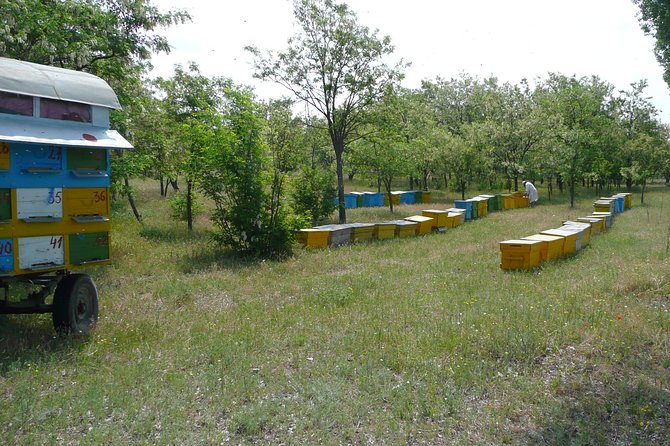 Bees Adventure in Romania - Private Day Trip from Bucharest - Optional Monastery and Countryside Stops