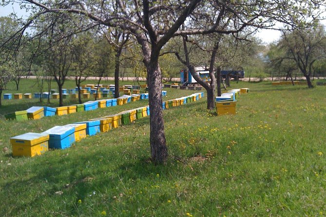 Bees Adventure in Romania - Private Day Trip from Bucharest - Learning How Bees Behave