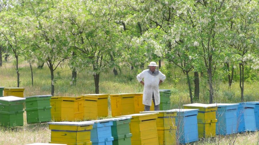 Bees in Romania - Private Beekeeping Lesson and Local Lunch - Key points about the Bucharest beekeeping day