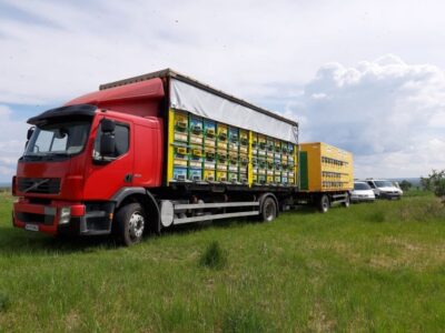 Bees in Romania – Private Beekeeping Lesson and Local Lunch