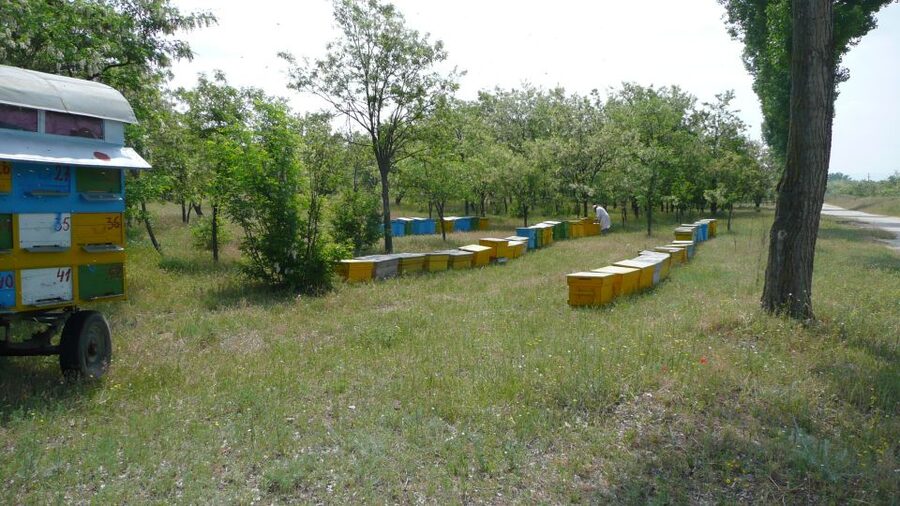 Bees in Romania - Private Beekeeping Lesson and Local Lunch - Who should book this experience?
