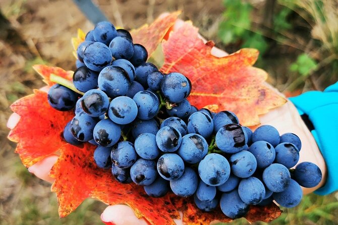Bike & Wine tour in Dealu Mare wineland - Key points to know before booking