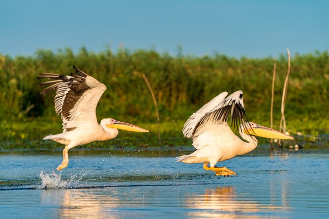 Bird watching in Danube Delta - Private day tour from Bucharest - Key points at a glance