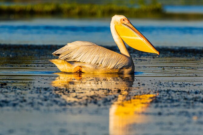 Bird watching in Danube Delta - Private day tour from Bucharest - Why the Danube Delta is worth the long ride