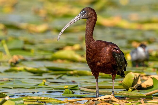 Bird watching in Danube Delta - Private day tour from Bucharest - Six hours through canals and lakes